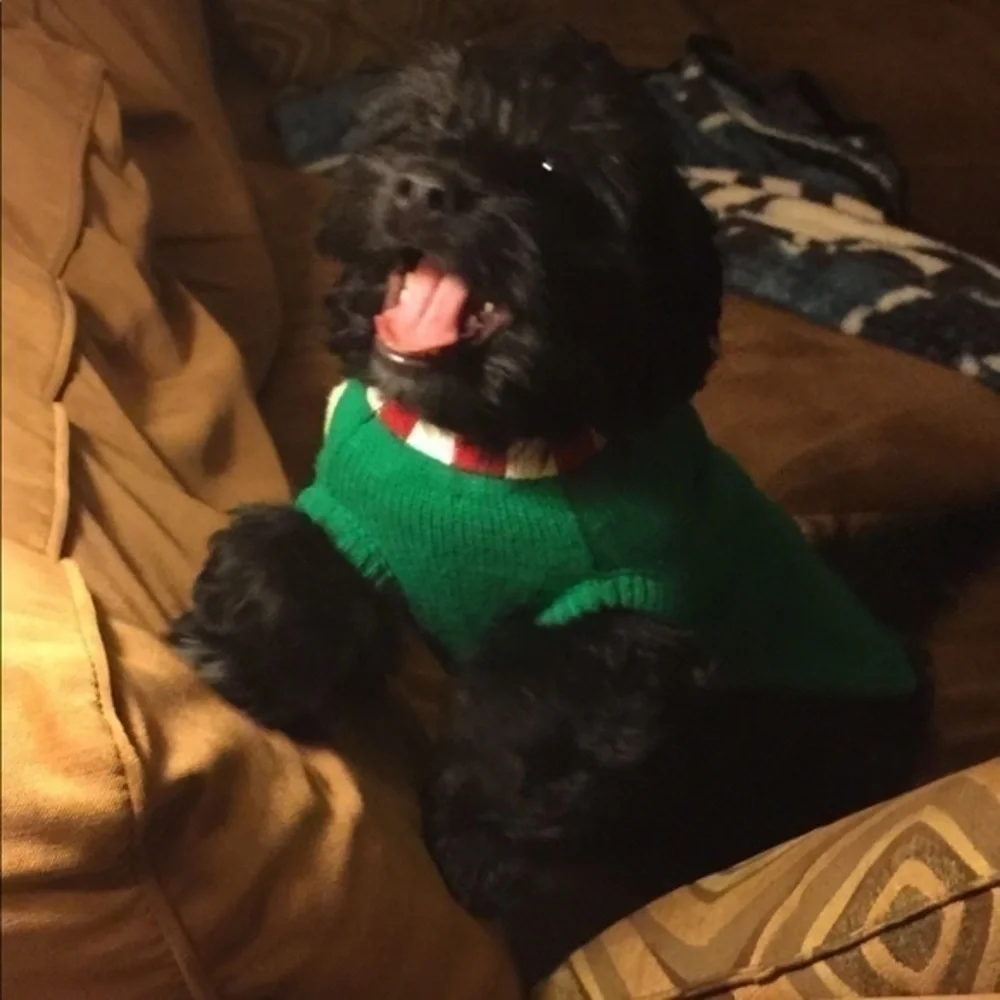 Christmas dog outfit